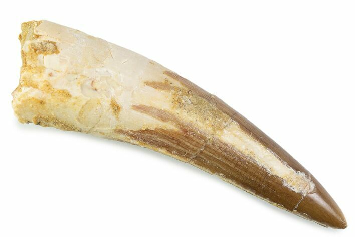 Fossil Spinosaurus Tooth - Real Fossil Tooth #373962